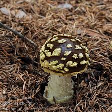 Attēlu rezultāti vaicājumam “Amanita regalis”