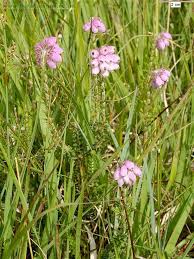 Attēlu rezultāti vaicājumam “Erica tetralix leaf”