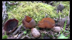 Attēlu rezultāti vaicājumam “Peziza flavida”