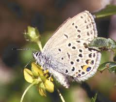 Attēlu rezultāti vaicājumam “Vacciniina optilete underside”