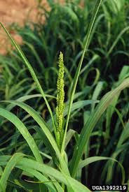 Attēlu rezultāti vaicājumam “Echinochloa crus-galli leaf”