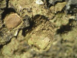 Attēlu rezultāti vaicājumam “Melanohalea exasperata”