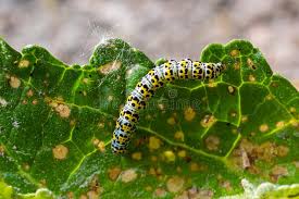 Attēlu rezultāti vaicājumam “Cucullia lucifuga larva”