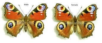 Attēlu rezultāti vaicājumam “Inachis io”