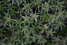 Attēlu rezultāti vaicājumam “Sphagnum girgensohnii”