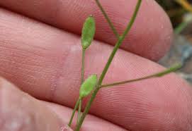 Attēlu rezultāti vaicājumam “Draba nemorosa fruit”