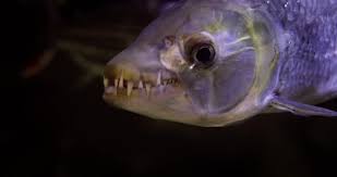 Image result for Goliath Tigerfish