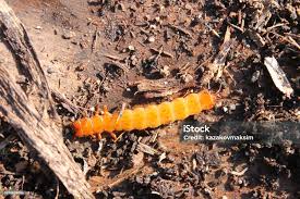 Attēlu rezultāti vaicājumam “Cucujus cinnaberinus”