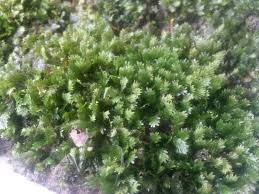 Attēlu rezultāti vaicājumam “Buxbaumia aphylla sporophyte”