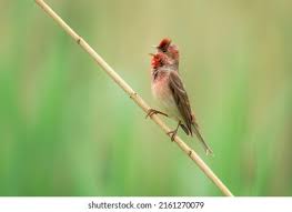 Attēlu rezultāti vaicājumam “Carpodacus erythrinus”