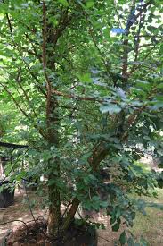 Attēlu rezultāti vaicājumam “Ulmus minor f. suberosa”