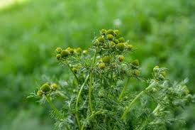 Attēlu rezultāti vaicājumam “Matricaria discoidea”