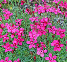 Attēlu rezultāti vaicājumam “Dianthus deltoides bud”