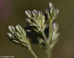 Attēlu rezultāti vaicājumam “Gypsophila fastigiata flower”