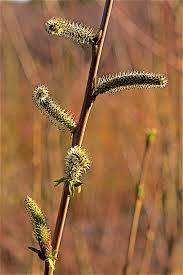 Attēlu rezultāti vaicājumam “Salix purpurea”
