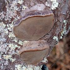 Attēlu rezultāti vaicājumam “Phellinus populicola”