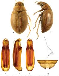 Attēlu rezultāti vaicājumam “Enochrus affinis”