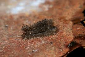 Attēlu rezultāti vaicājumam “Miltochrista miniata”