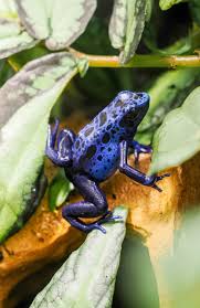 Image result for blauer baumsteiger