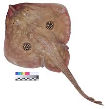 Image result for Leucoraja erinaceus