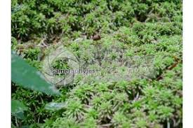 Attēlu rezultāti vaicājumam “Sphagnum capillifolium”