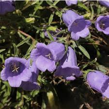 Image result for Campanula affinis