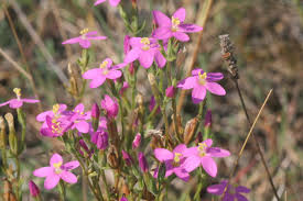 Attēlu rezultāti vaicājumam “Centaurium littorale flower”