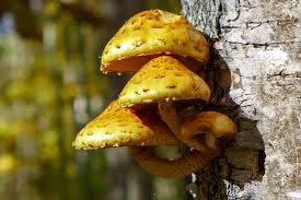 Attēlu rezultāti vaicājumam “Pholiota aurivella”