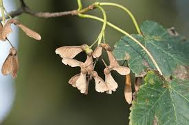 Attēlu rezultāti vaicājumam “Acer pseudoplatanus fruit”