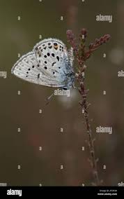 Attēlu rezultāti vaicājumam “Vacciniina optilete”