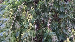 Attēlu rezultāti vaicājumam “Fraxinus excelsior Pendula fruit”