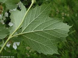 Attēlu rezultāti vaicājumam “Viburnum opulus leaf”