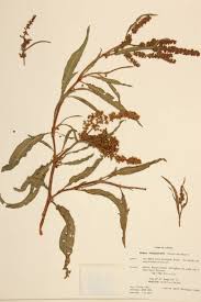 Attēlu rezultāti vaicājumam “Polygonaceae”