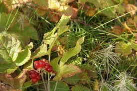 Attēlu rezultāti vaicājumam “Rubus saxatilis fruit”