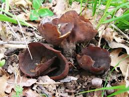 Attēlu rezultāti vaicājumam “Otidea bufonia”