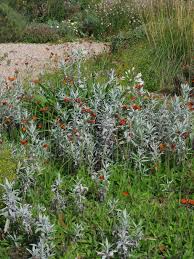 Attēlu rezultāti vaicājumam “Pilosella aurantiaca”