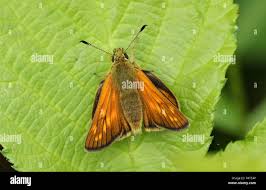 Attēlu rezultāti vaicājumam “Ochlodes sylvanus underside”