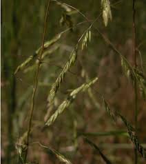 Attēlu rezultāti vaicājumam “Leersia oryzoides”