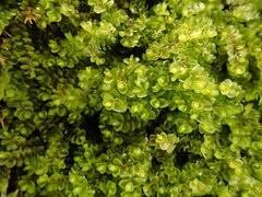 Attēlu rezultāti vaicājumam “Jungermannia sphaerocarpa”