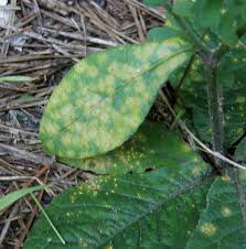 Attēlu rezultāti vaicājumam “Coleosporium sp.”