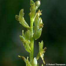 Attēlu rezultāti vaicājumam “Hammarbya paludosa leaf”