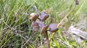 Attēlu rezultāti vaicājumam “Muscari botryoides leaf”