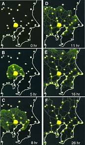 Attēlu rezultāti vaicājumam “Physarum nitens plasmodium”