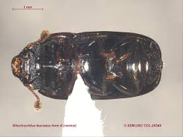 Attēlu rezultāti vaicājumam “Glischrochilus quadripunctatus imago”