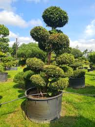 Attēlu rezultāti vaicājumam “Thuja plicata”