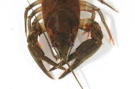 Attēlu rezultāti vaicājumam “Astacus astacus”