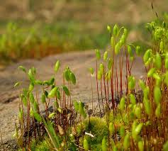 Attēlu rezultāti vaicājumam “Bryum caespiticium”