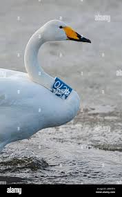 Attēlu rezultāti vaicājumam “Cygnus cygnus adult”