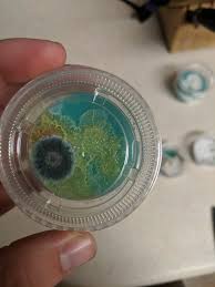 Attēlu rezultāti vaicājumam “Physarum contextum spores”