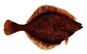 Image result for Platichthys flesus